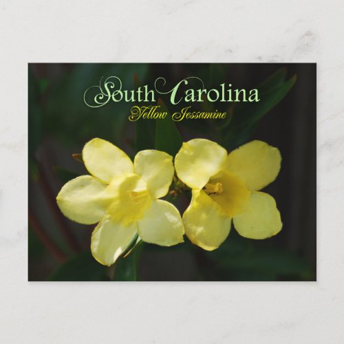 South Carolina State Flower Yellow Jessamine Postcard