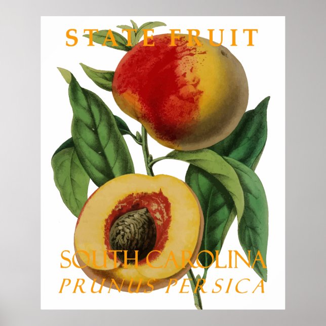 South Carolina Territory Fruit: The Peach Poster (Front)