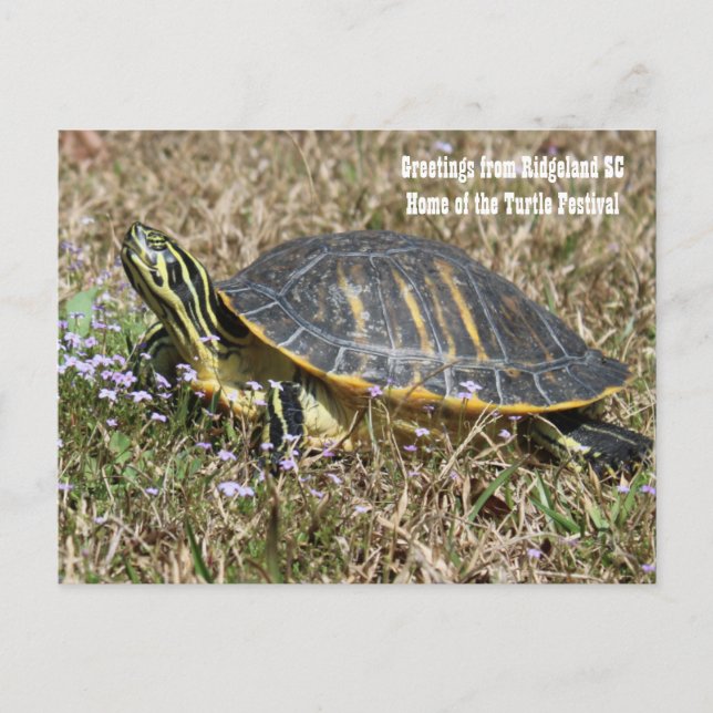 South Carolina Turtle Postcard (Front)