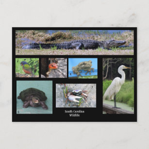 South Carolina Wildlife Postcard