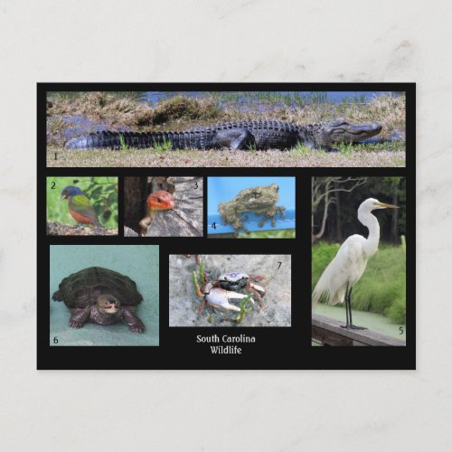 South Carolina Wildlife Postcard