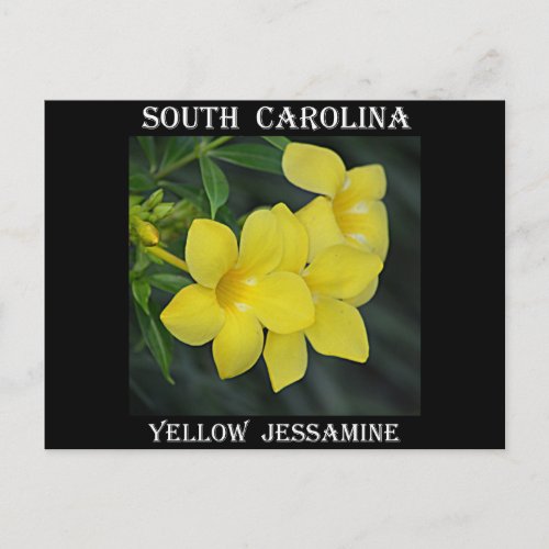 South Carolina Yellow Jessamine Postcard