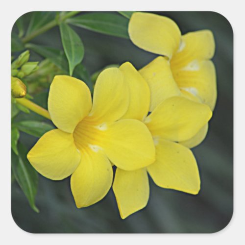 South Carolina Yellow Jessamine Square Sticker