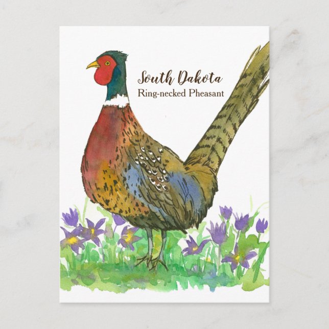 South Dakota Game Bird Pheasant Pasque Flower Postcard (Front)