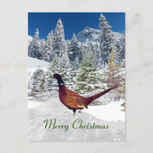 South Dakota Ring-Necked Pheasant Christmas Postcard