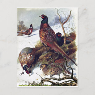 South Dakota Ring-necked Pheasant Vintage Postcard