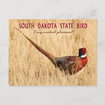 South Dakota State Bird: Ring-necked Pheasant Postcard by HTMimages at Zazzle