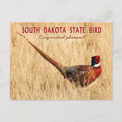 South Dakota State Bird Ring_necked Pheasant Postcard