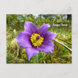 South Dakota State Flower: Pasque Flower Postcard at Zazzle