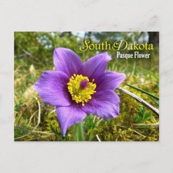 South Dakota State Flower: Pasque Flower Postcard by HTMimages at Zazzle