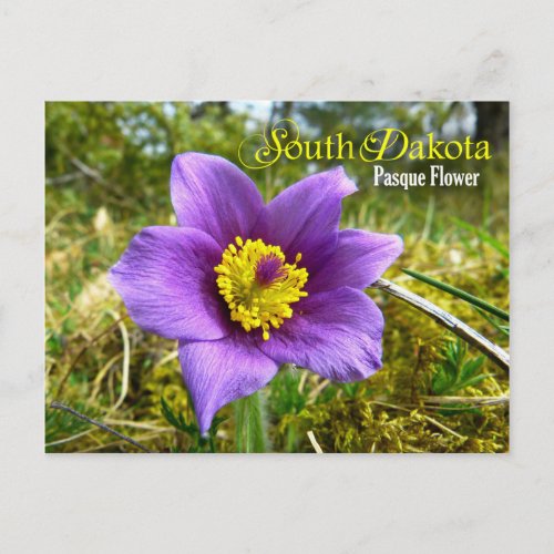 South Dakota State Flower Pasque Flower Postcard