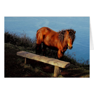 South Devon Coast Dartmoor Pony Near Bench .2. Cards