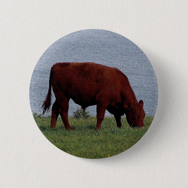 south devon cow on remote coastline button (Front)
