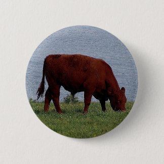south devon cow on remote coastline button