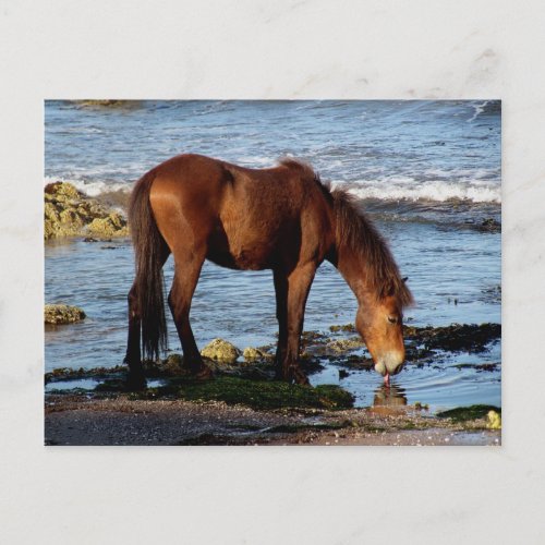 South Devon Dartmoor Pony Licking Sea Water Postcard