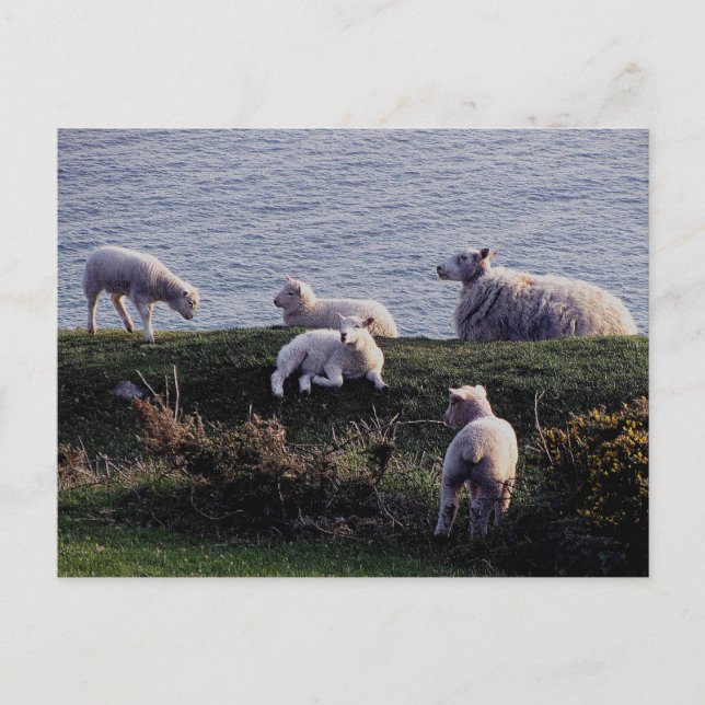 South Devon Sheep And Lambs On Remote Coastline Postcard (Front)