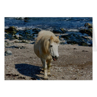 South Devon Shetland Pony Walking On Remote Beach Cards