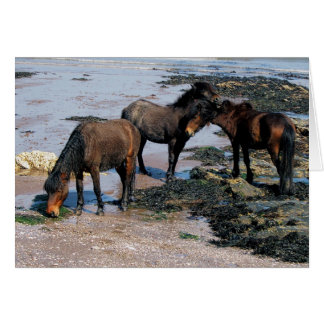 South Devon Three Dartmoor Ponies On Remote Beach Cards