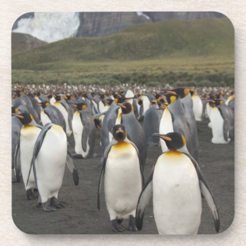 South Georgia Island Gold Harbor King penguin 2 Beverage Coaster