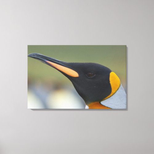 South Georgia Island Gold Harbor King penguin 4 Canvas Print