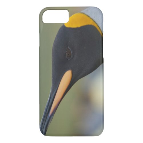 South Georgia Island Gold Harbor King penguin 4 iPhone 87 Case