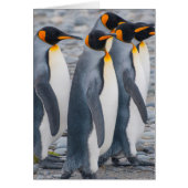 South Georgia. King penguins (Front)