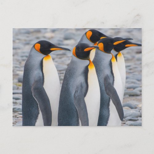 South Georgia King penguins Postcard