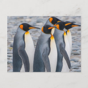 South Georgia. King penguins Postcard