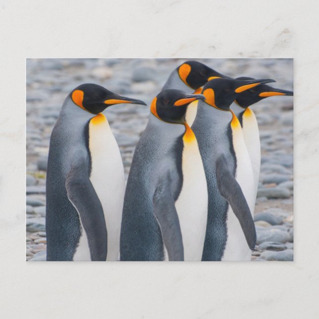 South Georgia. King penguins Postcard (Front)