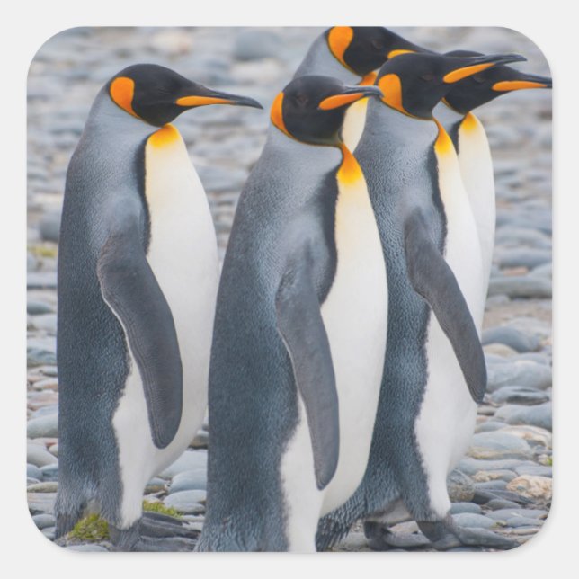 South Georgia. King penguins Square Sticker (Front)