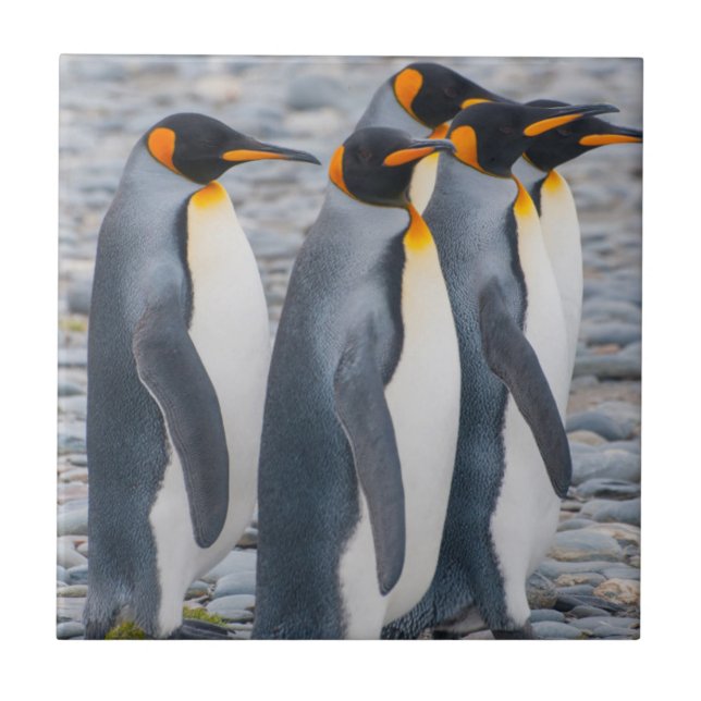 South Georgia. King penguins Tile (Front)