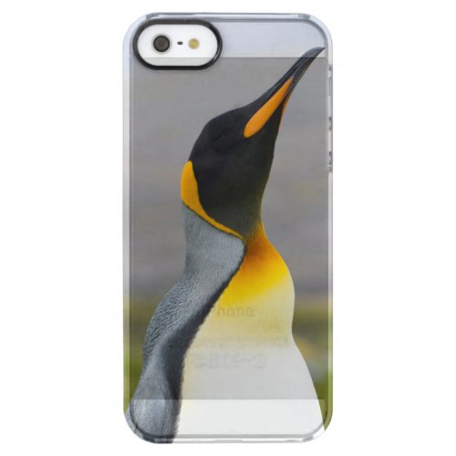 South Georgia Saint Andrews King penguin 2 Clear iPhone SE55s Case