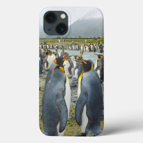 South Georgia Saint Andrews King penguin 6 iPhone 13 Case