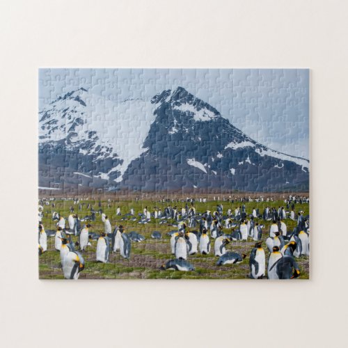 South Georgia Salisbury Plain King penguins 1 Jigsaw Puzzle