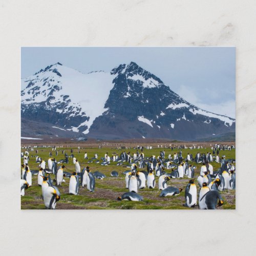 South Georgia Salisbury Plain King penguins 1 Postcard