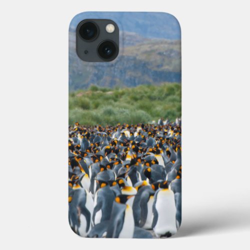 South Georgia Salisbury Plain King penguins 3 iPhone 13 Case
