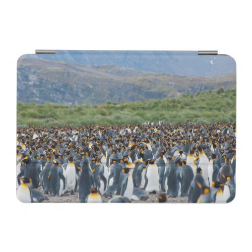 South Georgia Salisbury Plain King penguins 3 iPad Mini Cover