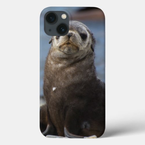 South Georgia Stromness Antarctic fur seal 2 iPhone 13 Case
