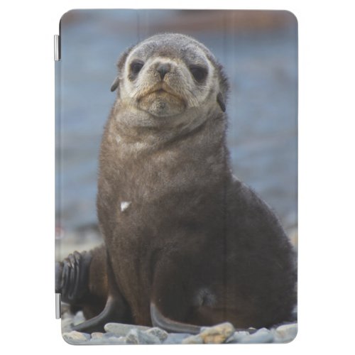 South Georgia Stromness Antarctic fur seal 2 iPad Air Cover