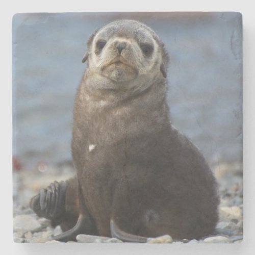 South Georgia Stromness Antarctic fur seal 2 Stone Coaster