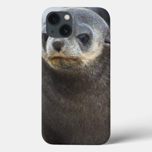 South Georgia Stromness Antarctic fur seal 3 iPhone 13 Case