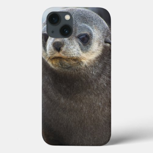 South Georgia Stromness Antarctic fur seal 3 iPhone 13 Case
