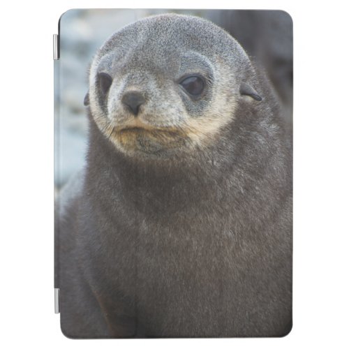 South Georgia Stromness Antarctic fur seal 3 iPad Air Cover