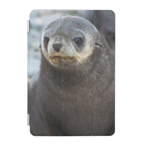 South Georgia Stromness Antarctic fur seal 3 iPad Mini Cover