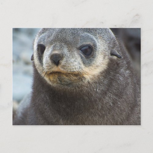South Georgia Stromness Antarctic fur seal 3 Postcard