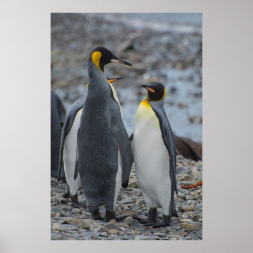 South Georgia Very tall King penguin Poster