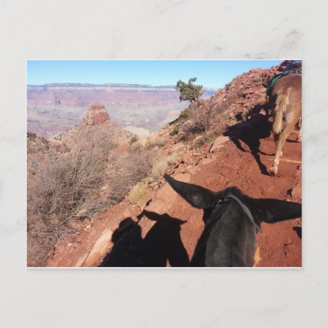 South Kiabab Grand Canyon National Park Mule Ride Postcard (Front)