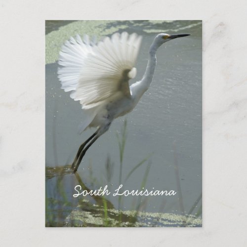 South Louisiana Postcard