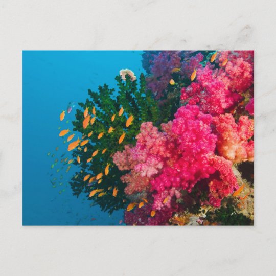 South Pacific, Fiji, Viti Levu, Bligh Water, Postcard | Zazzle.com