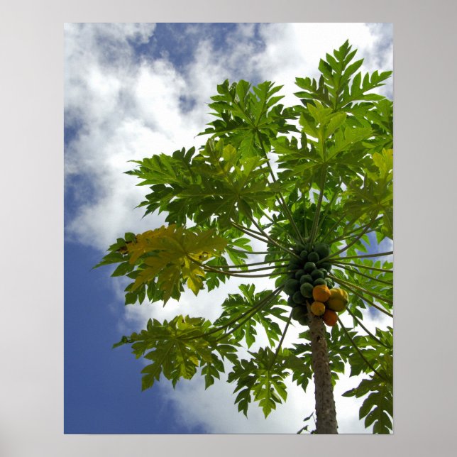 South Pacific, French Polynesia, Moorea. 2 Poster (Front)